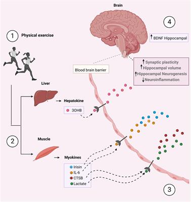The emerging neuroprotective roles of exerkines in Alzheimer’s disease